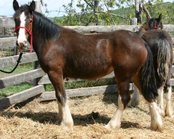 Zuchtstute Amethyst Lisa (Clydesdale, 2012, von Cranbrook's Mr. Jock)