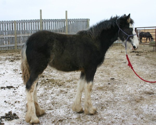 broodmare Amethyst Kyla (Clydesdale, 2011, from Joseph Lake's Gunsmoke)