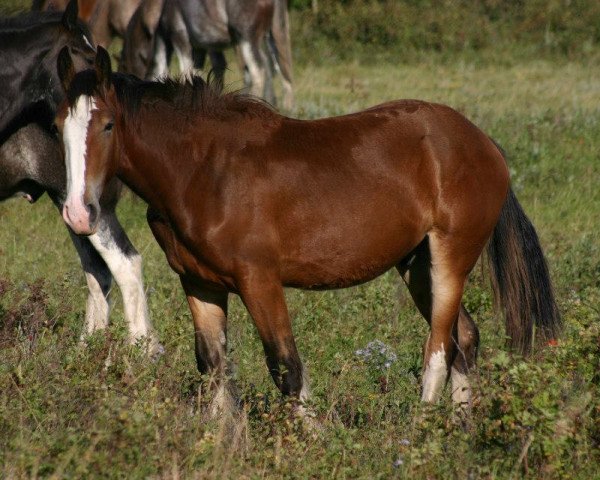 Pferd Amethyst Kelton (Clydesdale, 2011, von Grandview Sir El Capitan)