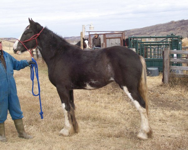 broodmare Amethyst Julianna (Clydesdale, 2010, from Joseph Lake's Gunsmoke)