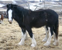 Zuchtstute Amethyst Joely (Clydesdale, 2010, von Grandview Sir El Capitan)