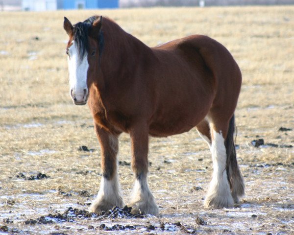 Zuchtstute Amethyst Kahlua (Clydesdale, 1999, von Torrs Cup Winner)