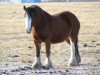 broodmare Amethyst Kahlua (Clydesdale, 1999, from Torrs Cup Winner)