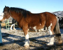 horse Amethyst Jarret (Clydesdale, 2010, from Joseph Lake's Gunsmoke)