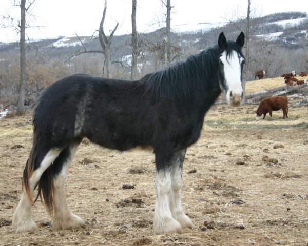 Zuchtstute Amethyst Izzie (Clydesdale, 2009, von Grandview Sir El Capitan)