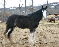 broodmare Amethyst Izzie (Clydesdale, 2009, from Grandview Sir El Capitan)