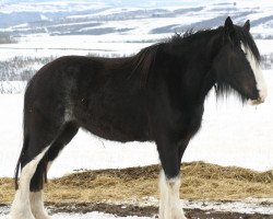 Zuchtstute Amethyst Holly (Clydesdale, 2008, von Grandview Sir El Capitan)