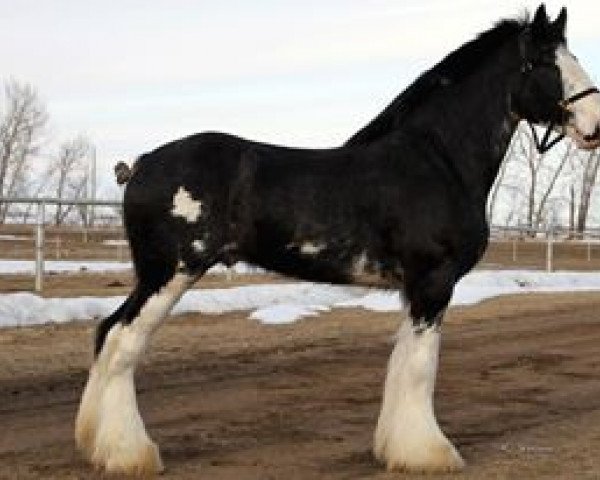 stallion Hatfield Hightower (Clydesdale, 2010, from Hatfield Front Runner)