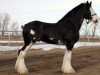 stallion Hatfield Hightower (Clydesdale, 2010, from Hatfield Front Runner)