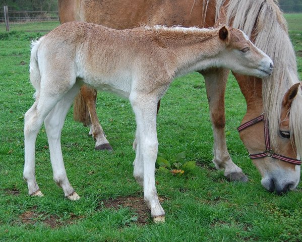 dressage horse Armani de Luxe (1,17% ox) (Edelbluthaflinger, 2015, from Avaldi (2,93% ox))