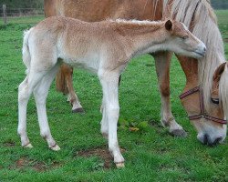 horse Armani de Luxe (1,17% ox) (Edelbluthaflinger, 2015, from Avaldi (2,93% ox))