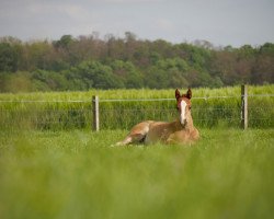 dressage horse Hengst von Dankeschön / Peking (Westphalian, 2019, from Dankeschön)