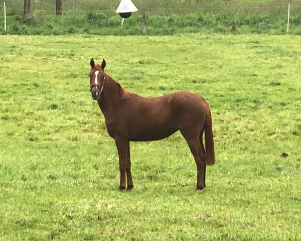 broodmare Florentina (Oldenburg, 2017, from Fürst Jazz)