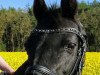 Pferd Black Magic 61 (Deutsches Reitpony, 1997, von Alexander)