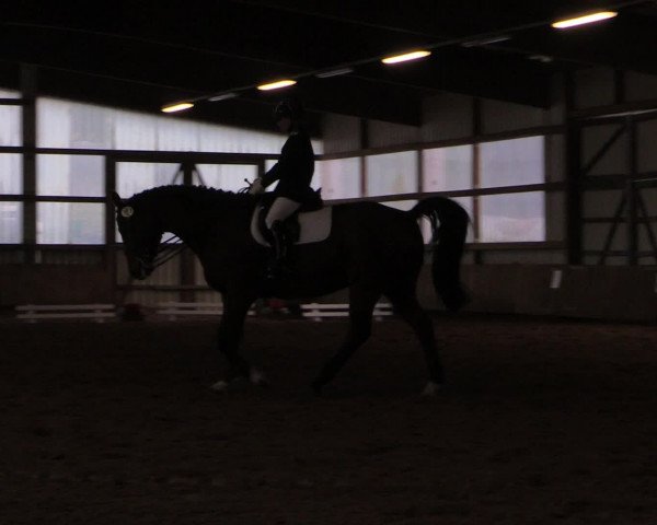 16. Hallen-Dressurturnier Werdohl-Rentrop 2016