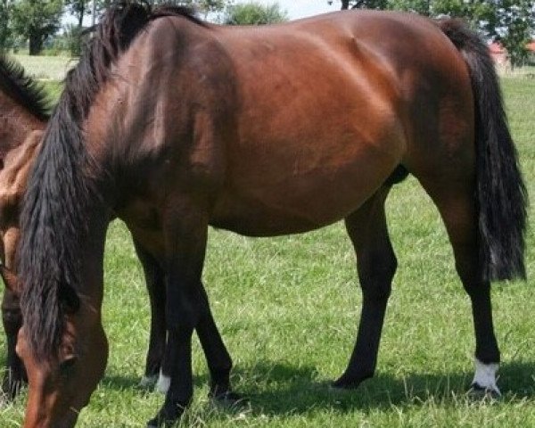 broodmare Sigrid (Holsteiner, 2002, from Capo)