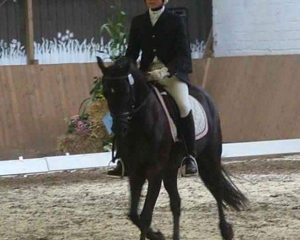 dressage horse Lukas 1069 (German Riding Pony, 2007)