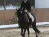 dressage horse Lukas 1069 (German Riding Pony, 2007)