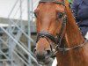 dressage horse Lanthanos (Hanoverian, 2007, from Lemon Park)