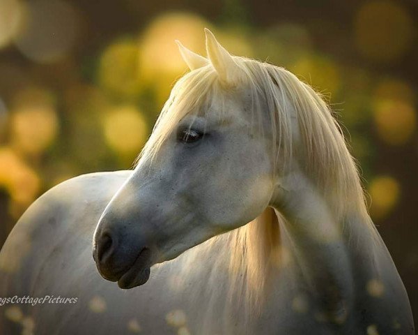 Pferd Quarita (Camargue-Pferd, 2004, von Grue Blanc)