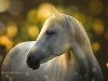 horse Quarita (Camargue horse, 2004, from Grue Blanc)