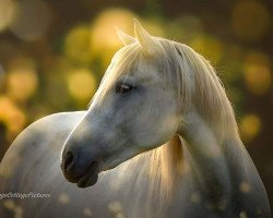 horse Quarita (Camargue-Pferd, 2004, from Grue Blanc)