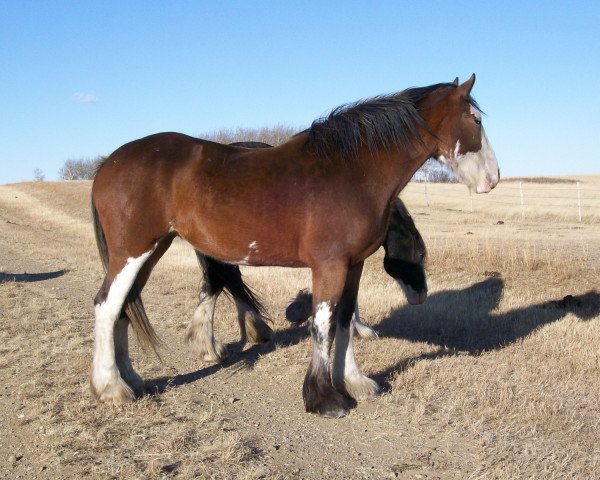 broodmare Amethyst Hannah (Clydesdale, 2008, from Joseph Lake's Gunsmoke)