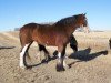 broodmare Amethyst Hannah (Clydesdale, 2008, from Joseph Lake's Gunsmoke)