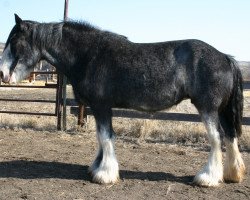 Zuchtstute Amethyst Elise (Clydesdale, 2005, von Grandview Sir El Capitan)