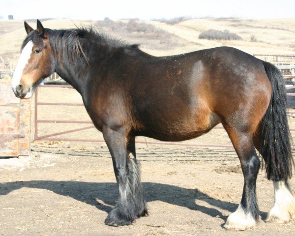 Zuchtstute Amethyst Brandy (Clydesdale, 2005, von D-Jay's Robi)