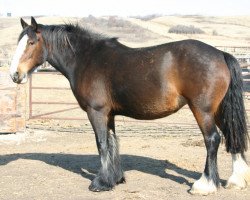 broodmare Amethyst Brandy (Clydesdale, 2005, from D-Jay's Robi)