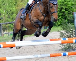 jumper Paloma 279 (Czech Warmblood, 2005, from Elmero B)