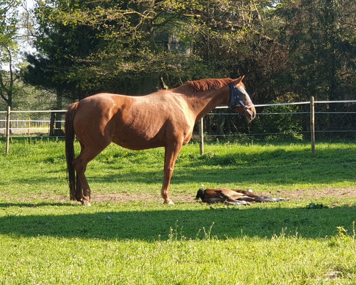 broodmare Die Welt 2 (Hanoverian, 2005, from Dauphin)