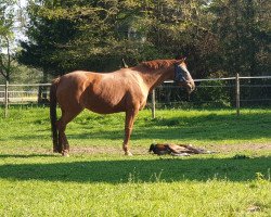 broodmare Die Welt 2 (Hanoverian, 2005, from Dauphin)