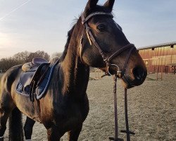 jumper Quintana 85 (Hanoverian, 2011, from Quintender 2)