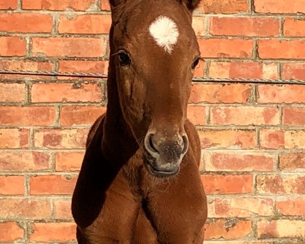 broodmare Irish Princess (Austrian Warmblood, 2018, from Le Vivaldi)