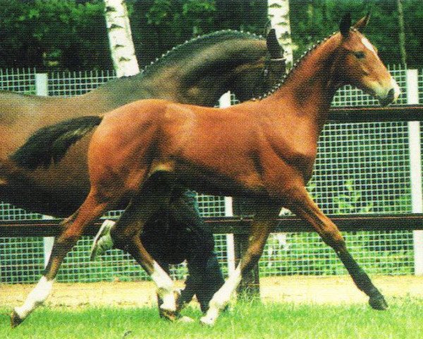 stallion Limassol (Rhinelander, 1994, from Lanciano)