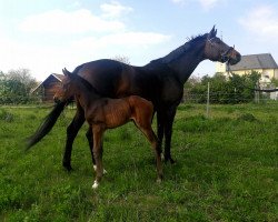 dressage horse Irish Diva (Austrian Warmblood, 2019, from Diamond First)