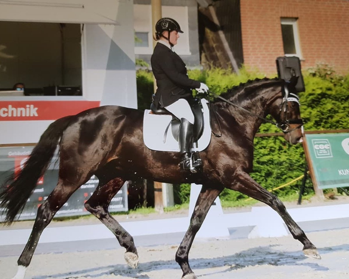 Dressurpferd Nea's La Bonita (Oldenburger, 2009, von Licotus)