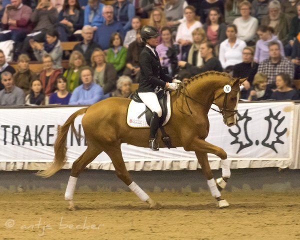 stallion Giuliani (Trakehner, 2016, from Berlusconi)