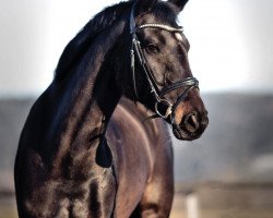 dressage horse Enya 79 (Bavarian, 2012, from Feedback 16)