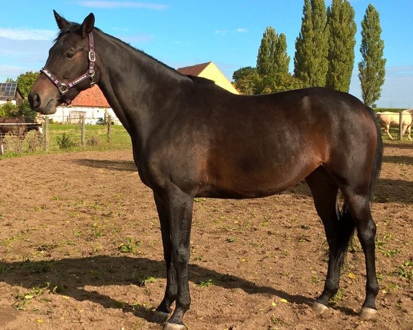 dressage horse Alin 26 (Bavarian, 2011, from Ritz Carlton)