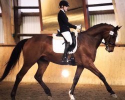 dressage horse Don King 13 (Danish Warmblood, 2011, from Don Kennedy)