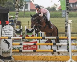 jumper Darion (Noble Warmblood, 2010, from Diarado)