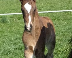 Springpferd Cornet´s Calanta (Deutsches Reitpferd, 2019, von Cresco)