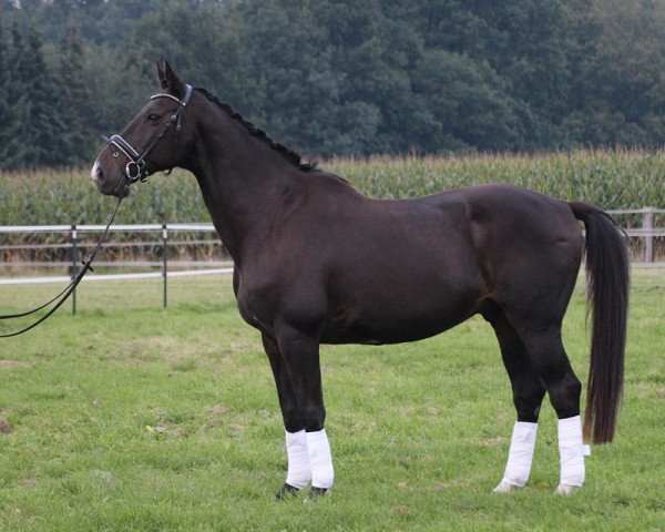 horse Lennox 102 (Oldenburg, 1995, from Levantos I)