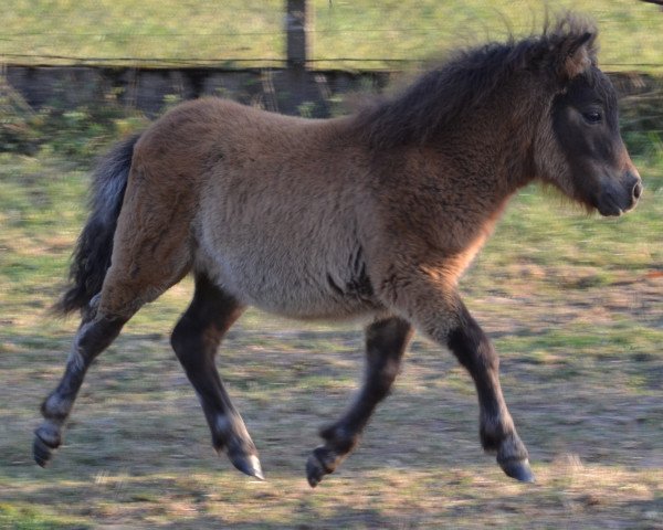 horse Dorosalas Mr. Magic Brown (Shetland pony (under 87 cm), 2016, from Crazy Colours Montero)