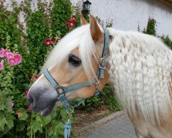 Pferd Steff (0,39% ox) (Haflinger, 2004, von Strobl (0,78% ox))