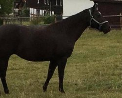 broodmare My Chex R Smokin (Quarter Horse, 2006)