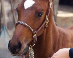 horse Little Lady Lotoe (Quarter Horse, 2013, from I'm Best In The West)